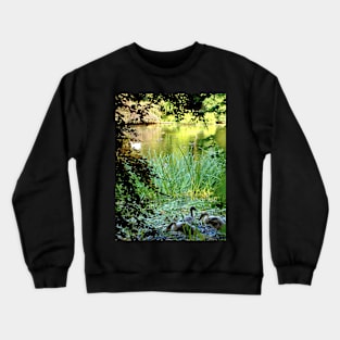 Cygnets at Fyvie, Scotland Crewneck Sweatshirt